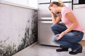 Why You Should Choose Our Mold Remediation Services in Hurleyville, NY